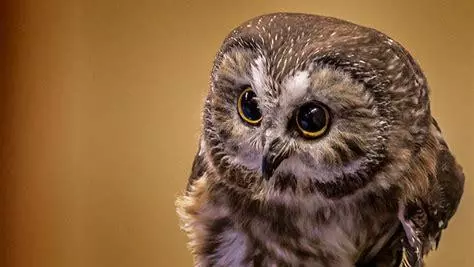owl